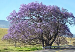 Jacaranda (Jacaranda Mimosifolia)
