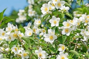 Mock Orange
