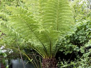 Man Fern (Dicksonia Antarctica)