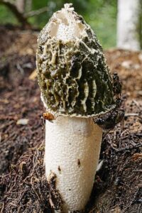 Common stinkhorn (Phallus impudicus)
