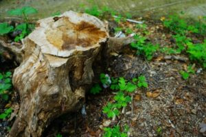 Easy steps on how to kill trees with diesel [2025]