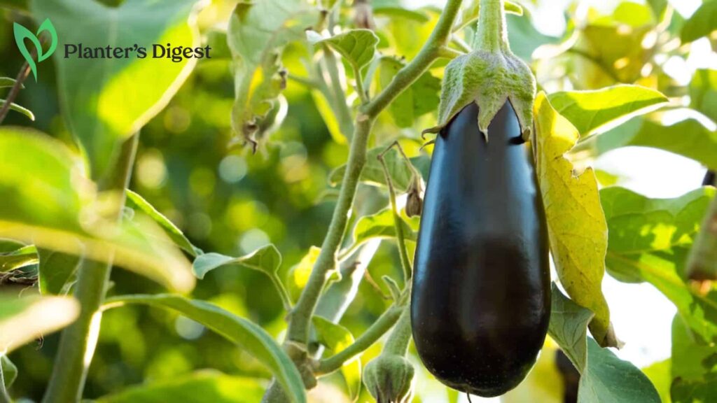 Are Eggplants Gourds