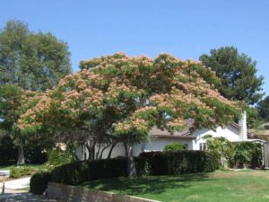 Persian Silk Tree (Albizia julibrissin)
