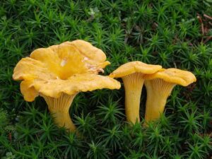 Chicken Of The Woods 