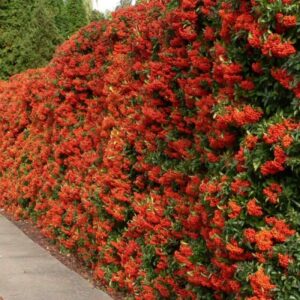 Pyracantha 
