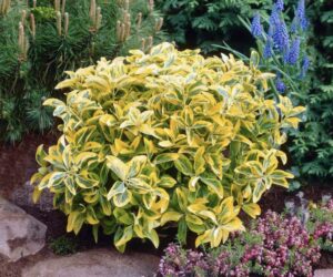 Escallonia