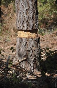 What is the best time to kill a conifer tree