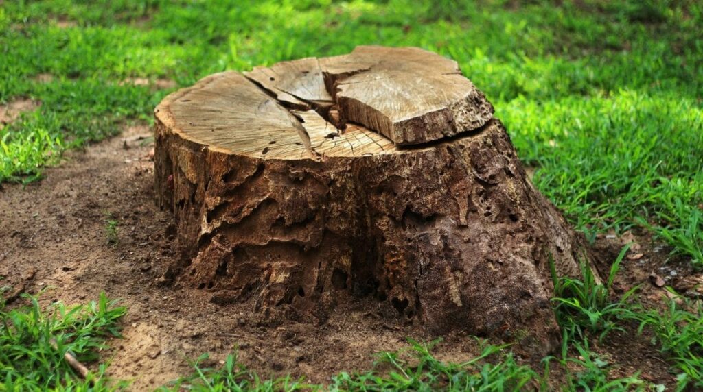 How to Make a Homemade Tree and Stump Killer: 6 Simple Recipes 