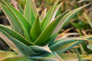 Aloe