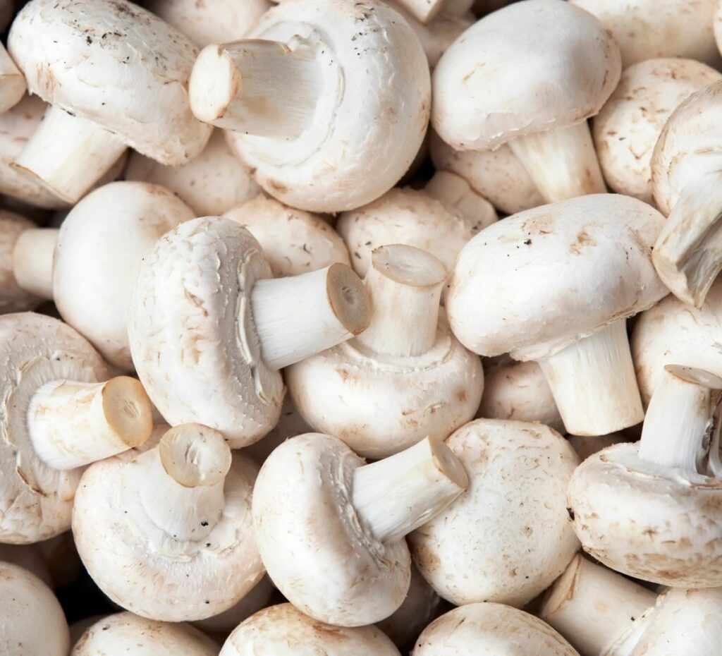 15 White Mushroom Species: Identification and Pictures
