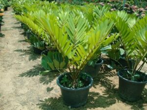 Cardboard Palm (Zamia furfuracea)