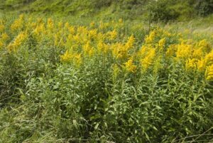 Canadian Goldenrod (Solidago canadensis)