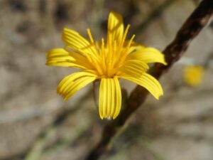 Skeleton weed (Chondrilla juncea)