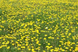29 Tall Weeds with Yellow Flowers