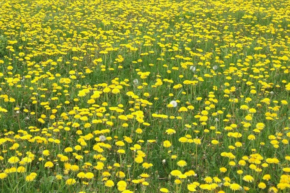 29 Tall Weeds with Yellow Flowers