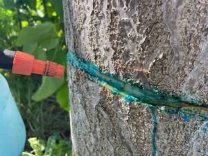 Alternatives to Triclopyr Herbicide