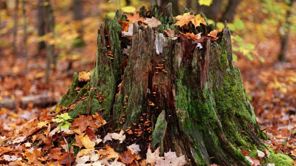 How to Kill Trees with Diesel