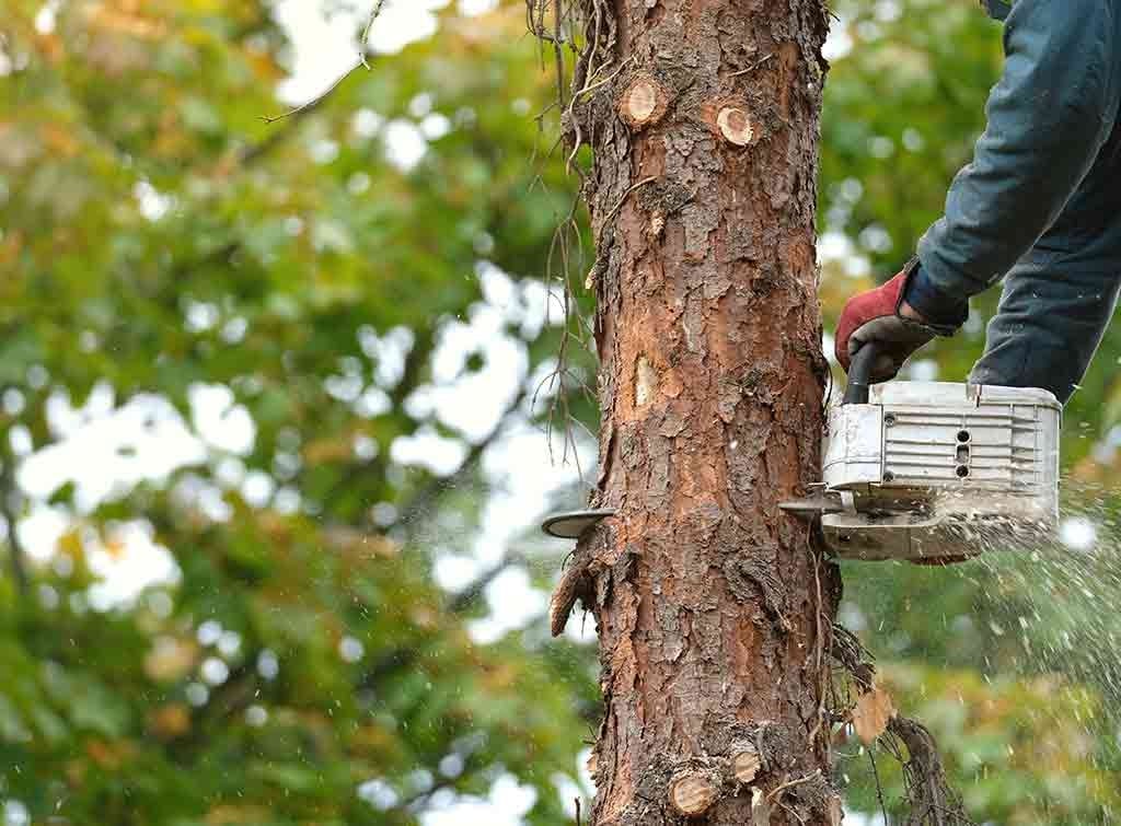 A Quick Guide to Killing Conifers
