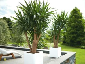 Spineless Yucca (Yucca gigantea)