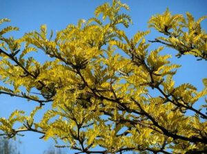 Honey Locust (Gleditsia Triacanthos)