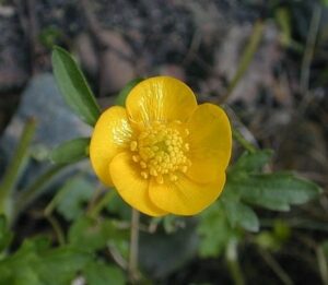 Creeping Buttercup (Ranunculus repens)