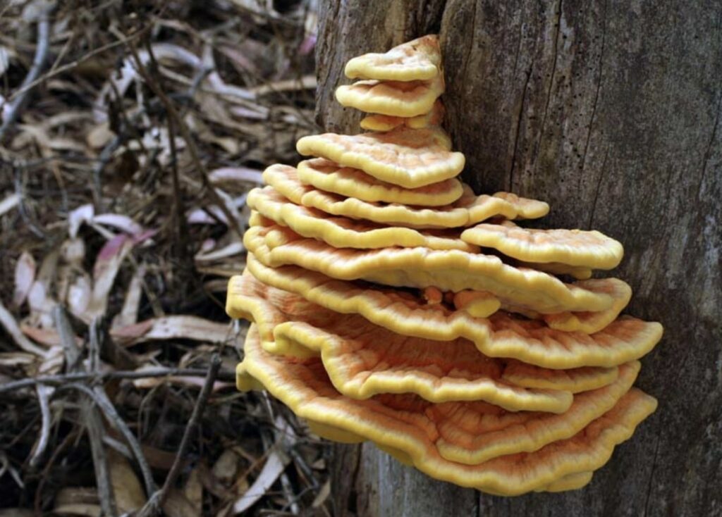 It’s Mushroom, Not Chicken: Getting to Know the Chicken of the Woods