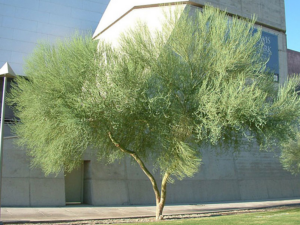 Blue Palo Verde 