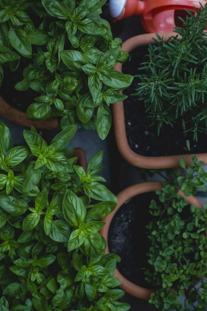 Identifying the Best Soil for Outdoor Potted Plants