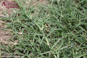 What is Bermuda Grass?