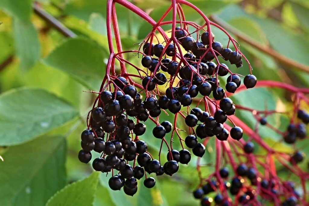 3 Poisonous Elderberry Look-Alikes 