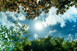 Heat and Drought Tolerance
