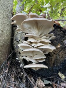 Oyster Mushroom (Pleurotus ostreatus)