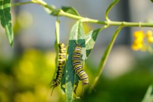 Insects