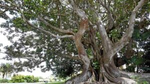 What’s the best way to kill a fig tree