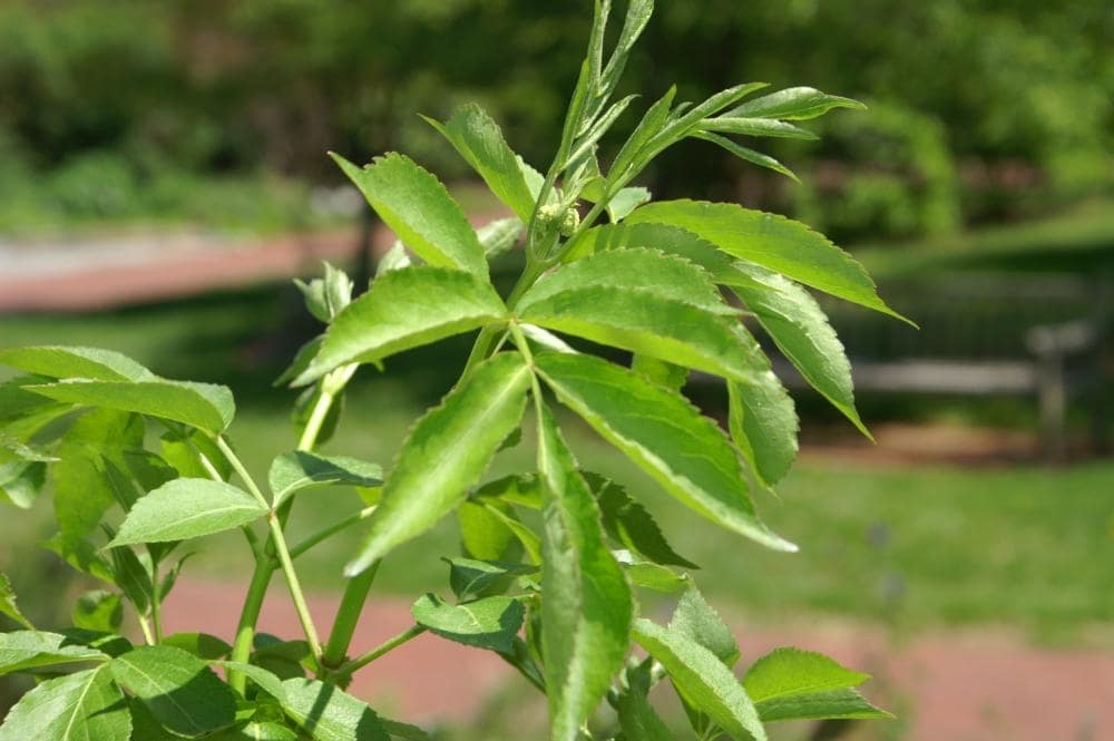 Leaves