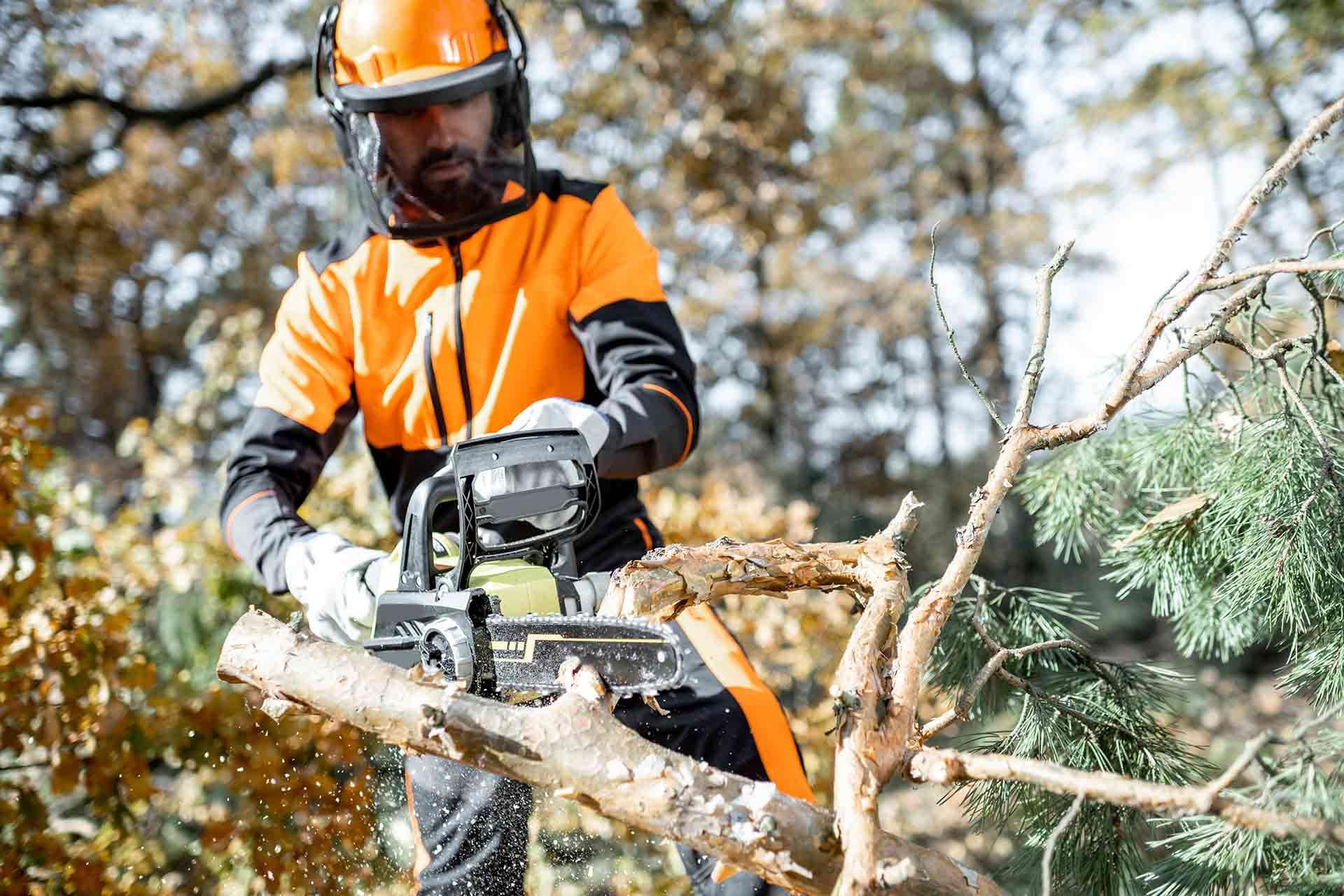 The Best Ways to Kill Conifers [2026]
