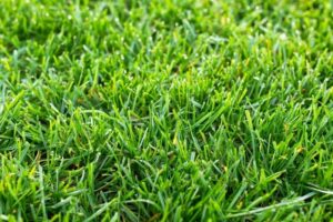 Tall Fescue and Perennial Ryegrass Compared