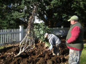 Pulling the tree out of the ground