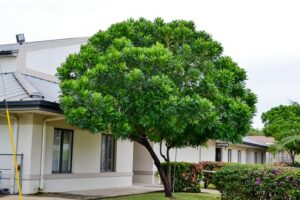 Feliform Tree 15 Trees with Fern-Like Leaves: Identification and Pictures