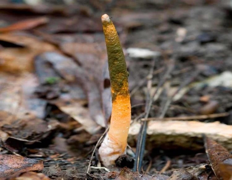 The Stinkhorn Mushroom: What It Is and How to Get Rid of It