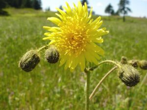 Sow Thistle (Sonchus arvensis)