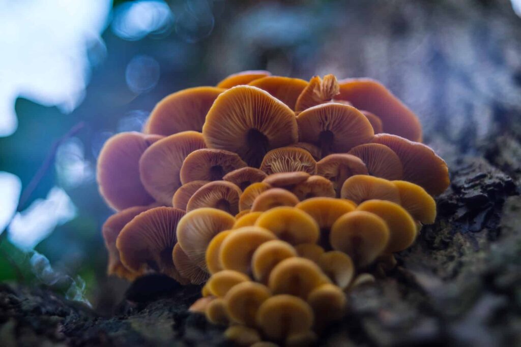20 Common Yellow Mushrooms