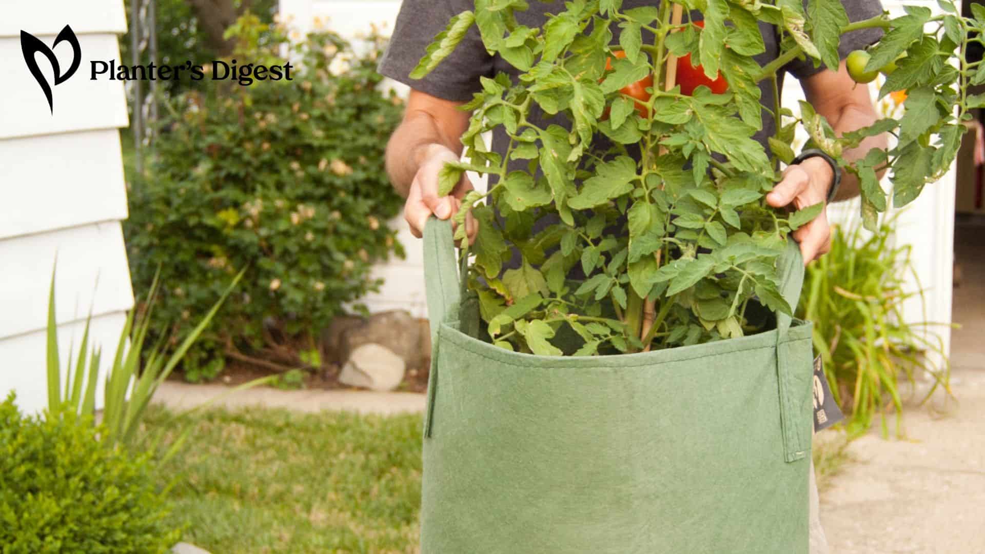 How to Sow, Plant and Grow Potatoes in Bags and Containers - Dengarden