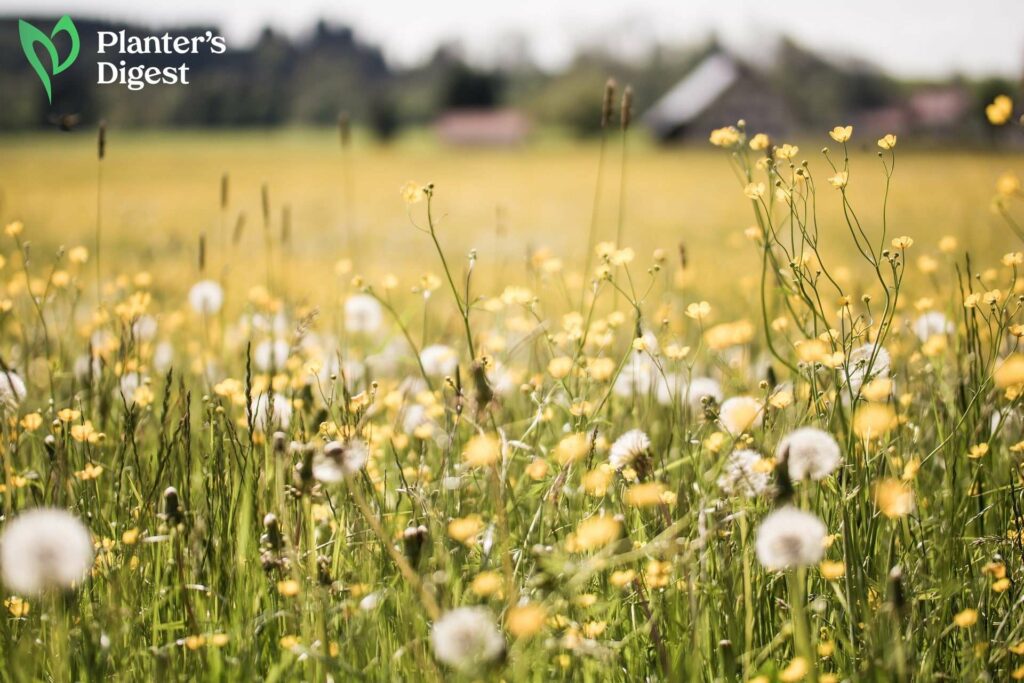 10 Weeds that Look Like Dandelions