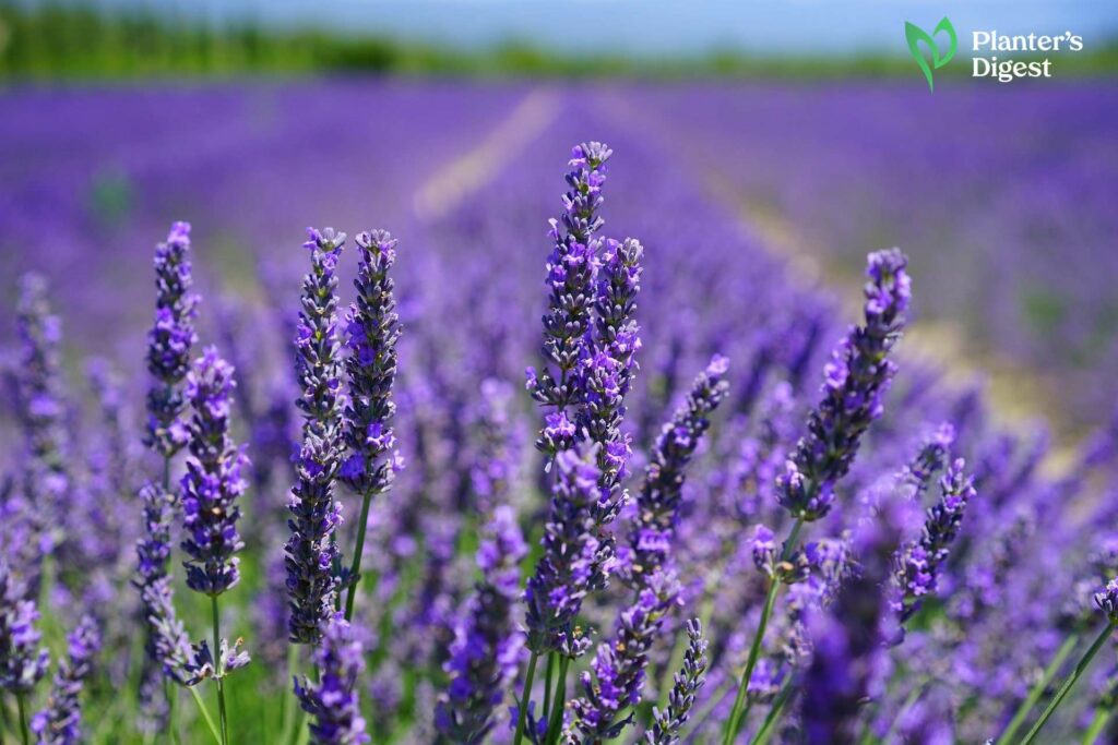 19 Grass-Like Plants with Purple Flowers