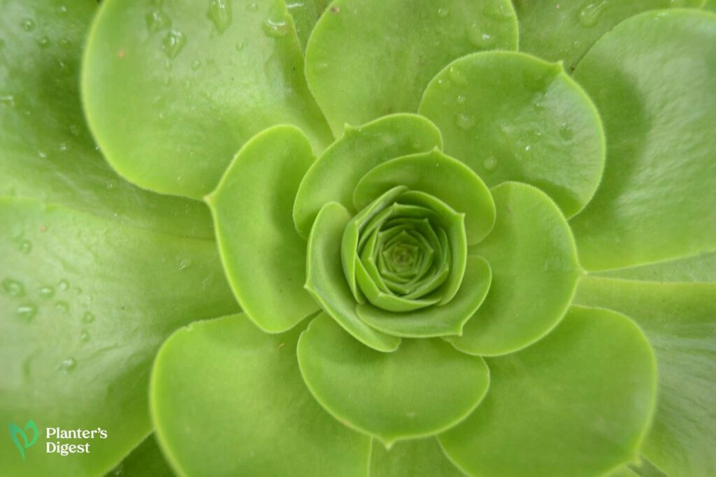 20 Plants with Eye-Catching Waxy Leaves