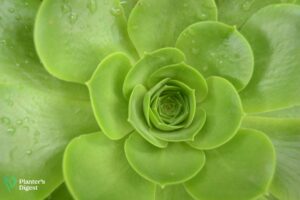 20 Plants with Eye-Catching Waxy Leaves