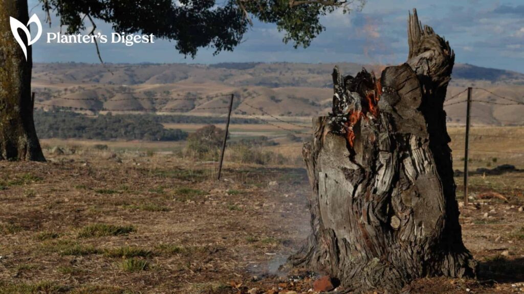 5 Ways to Burn a Tree Stump