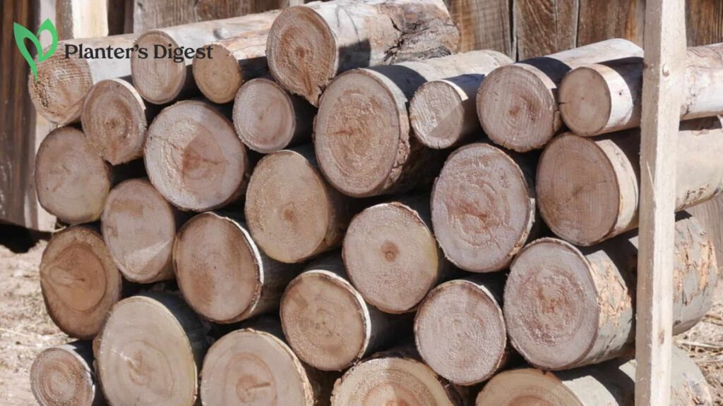 A Complete Guide on Using Aspen as Firewood