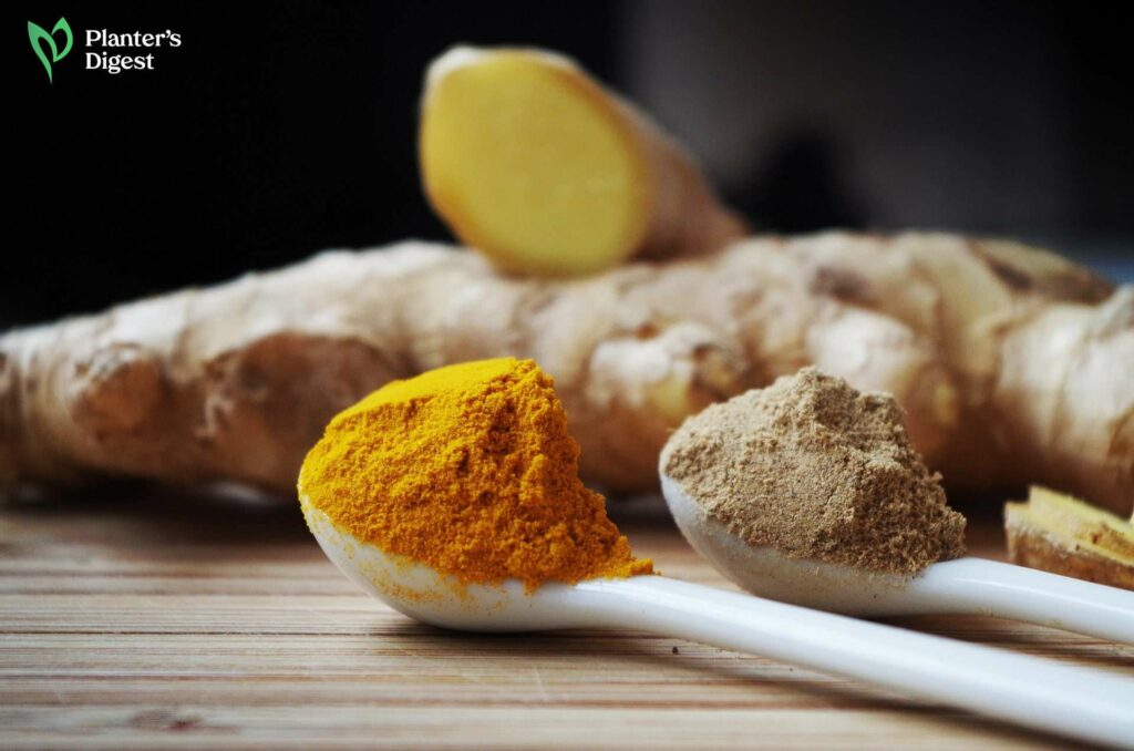 How Turmeric Works Wonders on Plants 5 Benefits and Uses